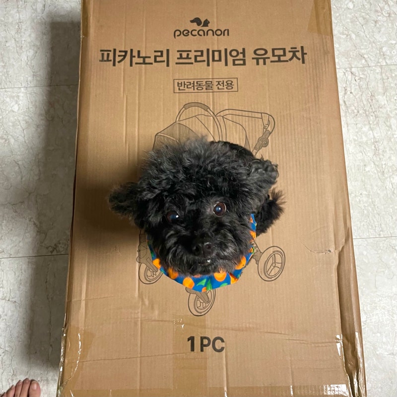 개모차 피카노리 위니주니어(PECA1045JR), 이 고급스러움을 이 가격에(+조립, 폴딩법)