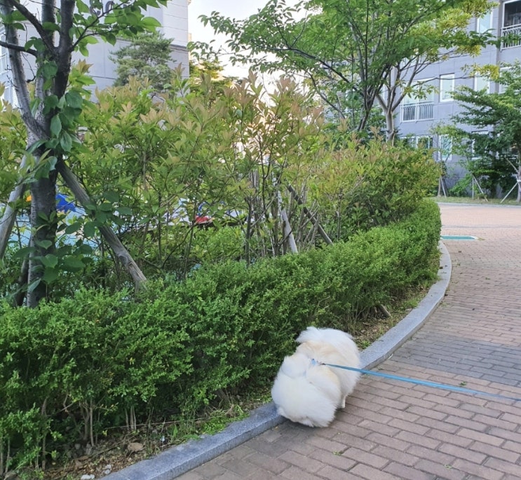  강아지길들이기 길거리 음식 주워 먹는 심리와 대응법