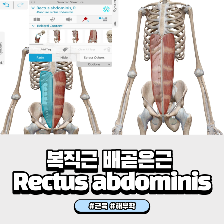 복직근 배곧은근 Rectus abdominis 해부학(기시, 정지점, 기능)