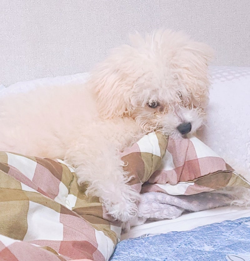 카나비스펫