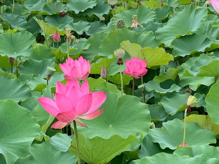 경주 동궁과 월지 연꽃 구경, 데이트 코스로 딱?