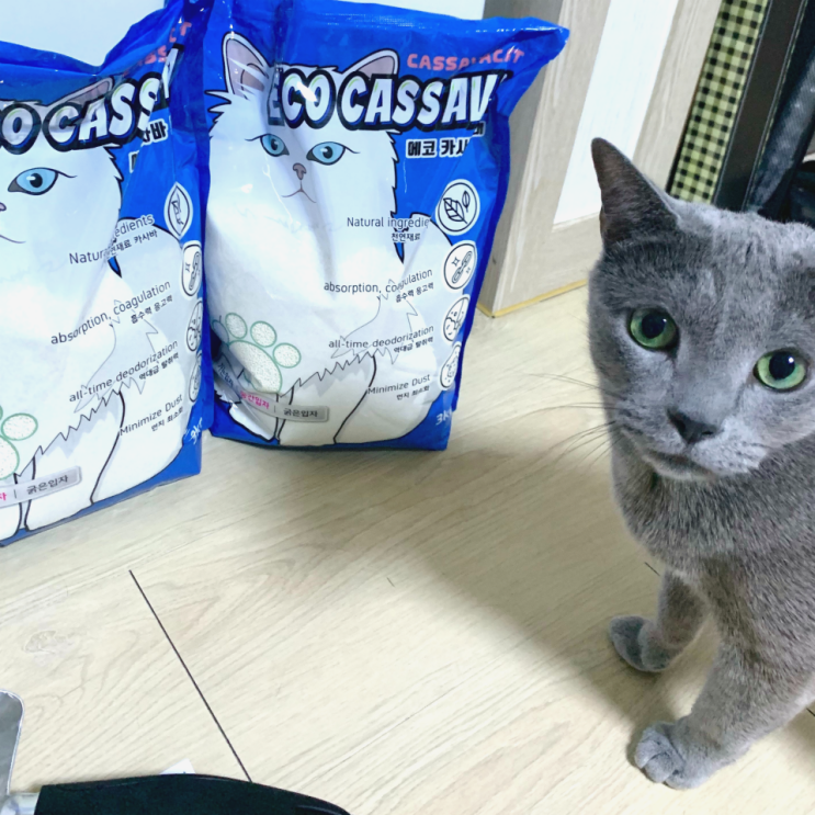 고양이 카바사 모래 :: 에코카사바 천연 카사오리지널_자이언트 모래 삽