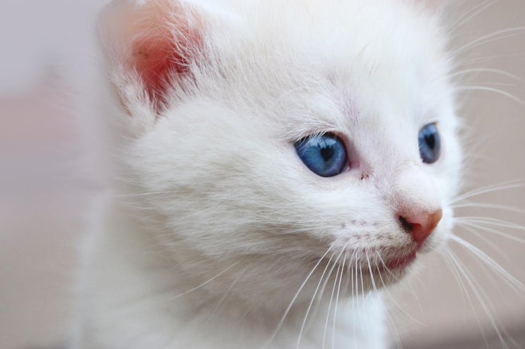  고양이 털색별 성격 및  7가지 흰 고양이 특징