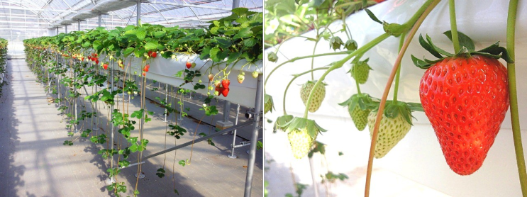 OK노즐 – 농업분야 사용사례 딸기 관수재배편(일본)