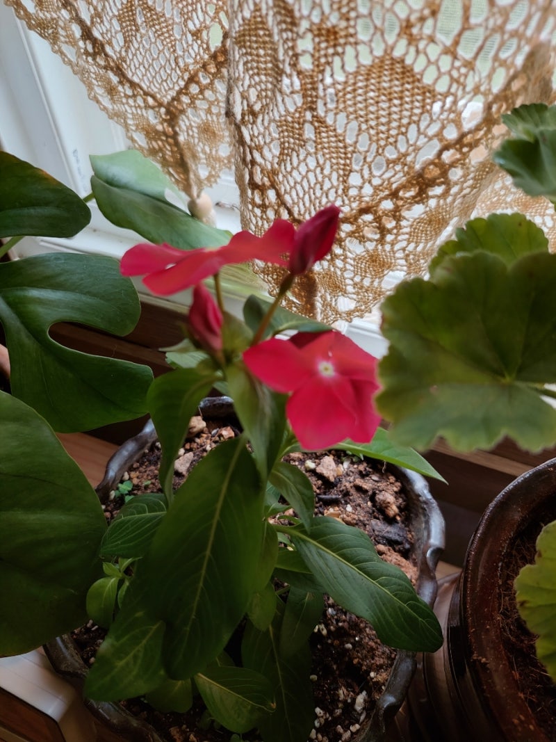 ❌️건기식에 영아 ㆍ신생아 표현❌️ ▪️건기식 섭취로 발생할 수 있는 문제 우려 ▪️안정성이 명확히 밝혀지지 않았기 때문 인플들 보면  제품상세에 써있는 권장연령보다 먼저 먹였다면서 파는 경우도 많더라ㅠ 나라에서 건기식 인증 ㆍ광고 심의 받고, image size:800x1067