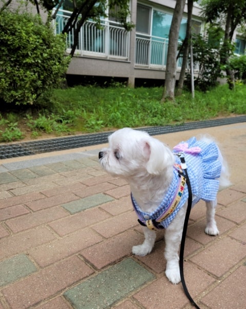 미미의 산책일기 (2022. 07. 28) - 더운 날씨 강아지 산책하는 방법