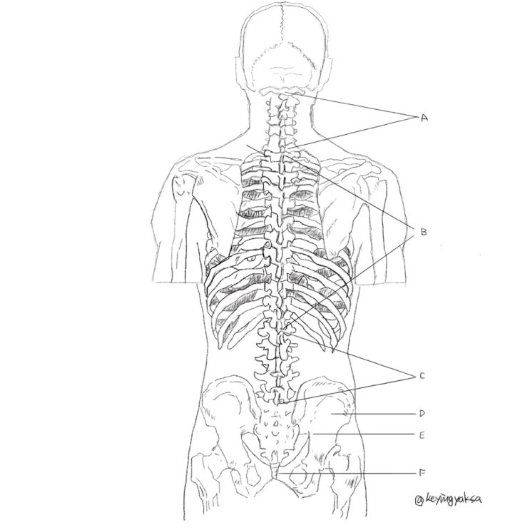 몸통과 목의 뼈(경추,흉추,요추)