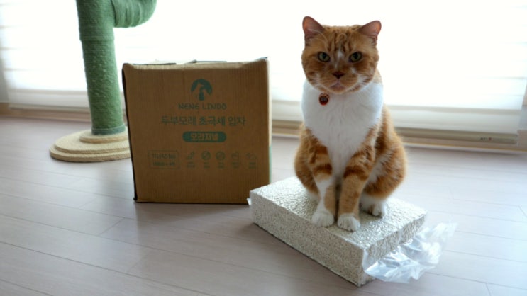  고양이 두부 모래 추천 기호성 갑이었던 네네린도 초극세입자