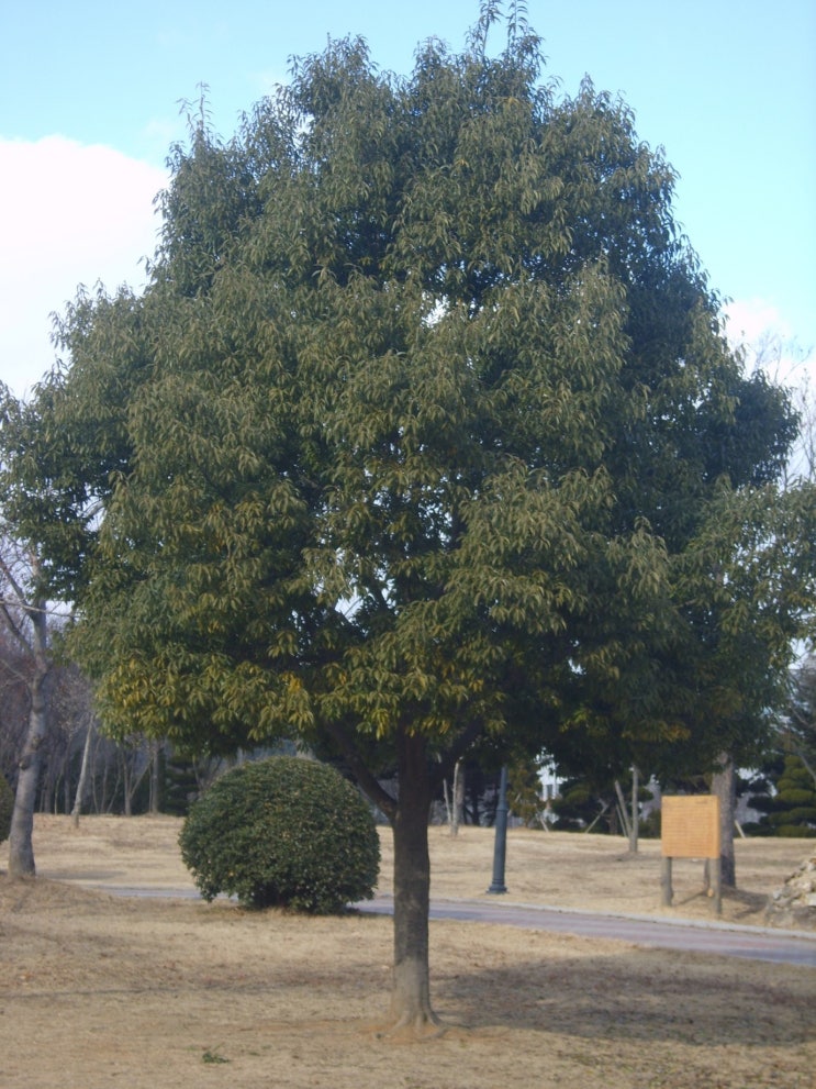  생활권수목 - 상록 교목 - 04. 가시나무(Quercus myrsinaefolia)