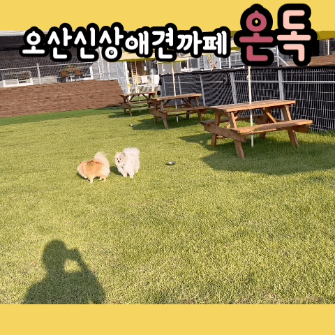  [오산/동탄인근 애견카페] 강아지운동장/수영장 있는 "온독"내돈내산 찐후기