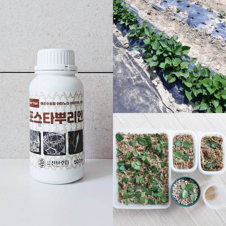  식물 뿌리발근제 발근촉진제 삽목발근제 총정리