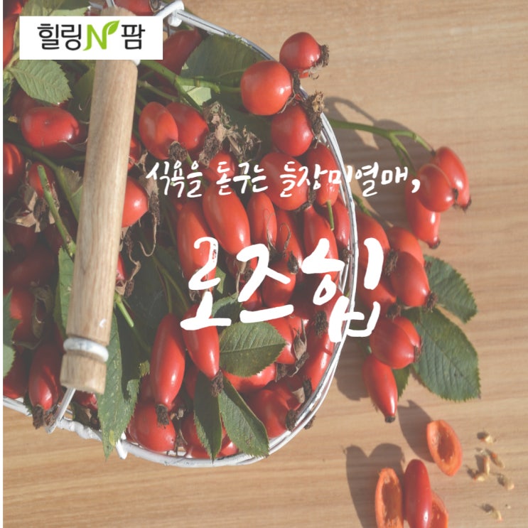  [티백차] 식욕을 돋우는, 힐링앤팜의 로즈힙티