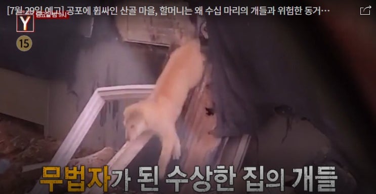 수십마리 개들과 동거 할머니 미용사 박씨 배달기사의 두얼굴 궁금한이야기Y 594회