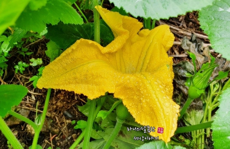 호박효능 만큼 좋은 호박잎 효능 10가지 : 네이버 블로그