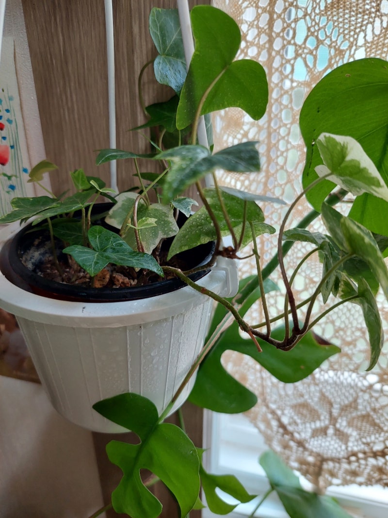 식물등추천) 히포팜텍 식물생장LED 볼램프로 식물키우기(식물등 구입시 확인할 점) : 네이버 블로그, image size:800x1067