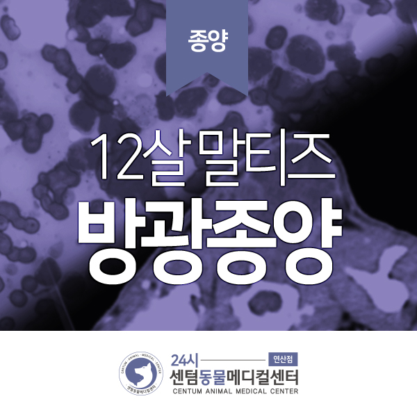  12살 말티즈 <방광종양> (부산 강아지 종양 치료 전문 동물병원, 24시 센텀동물메디컬센터 연산점)