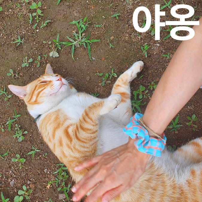  대추나무 사랑걸린 '야옹'이.