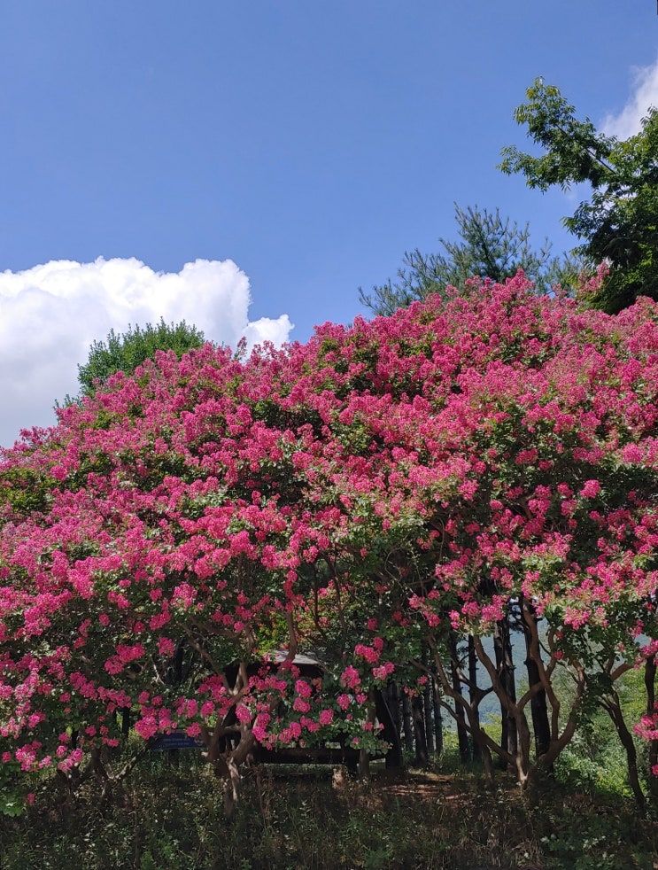  주간일기 8번째