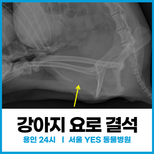  [외과] 강아지 결석, 24시 동물 병원에서 응급 수술한 치료 사례(배뇨 곤란증상,강아지 요로 결석)
