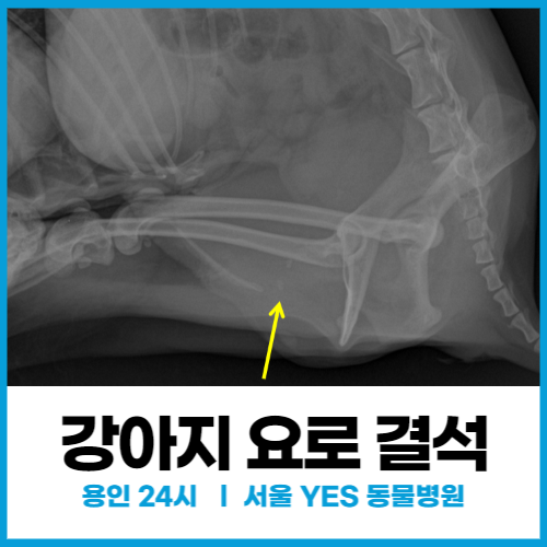 [외과] 강아지 결석, 24시 동물 병원에서 응급 수술한 치료 사례(배뇨 곤란증상,강아지 요로 결석)