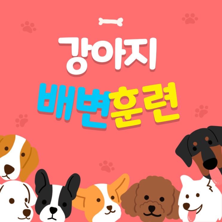  미니비숑 낑깡이 우리집온지 4일째 : 배변교육