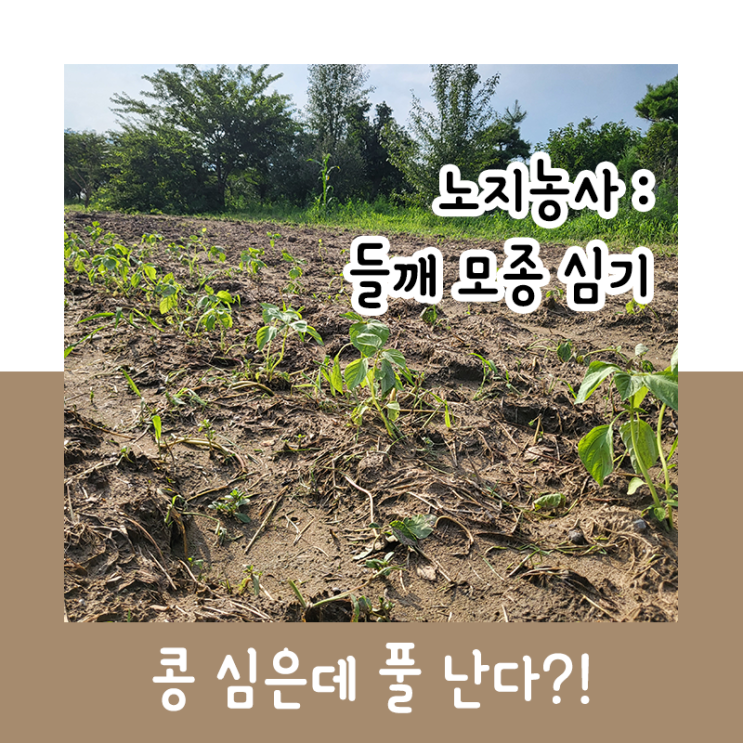  노지농사 : 콩 심은데 콩은 안나고 풀만 나옴