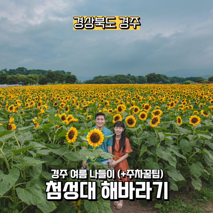  [경상북도] 경주 첨성대 여름 나들이 (+ 주차팁) 해바라기, 백일홍, 능소화, 유럽수국, 사루비아