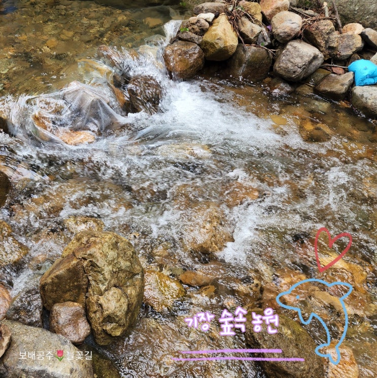  기장숲속농원 부산근교계곡 평상대여 여름방학 물놀이