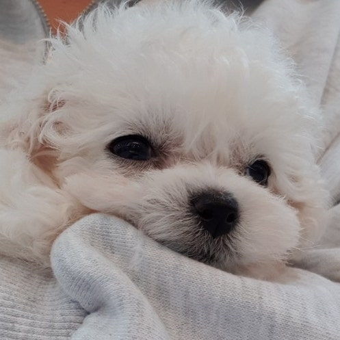  아기비숑 육아일기 8일째 : 설사,콧물로 고생