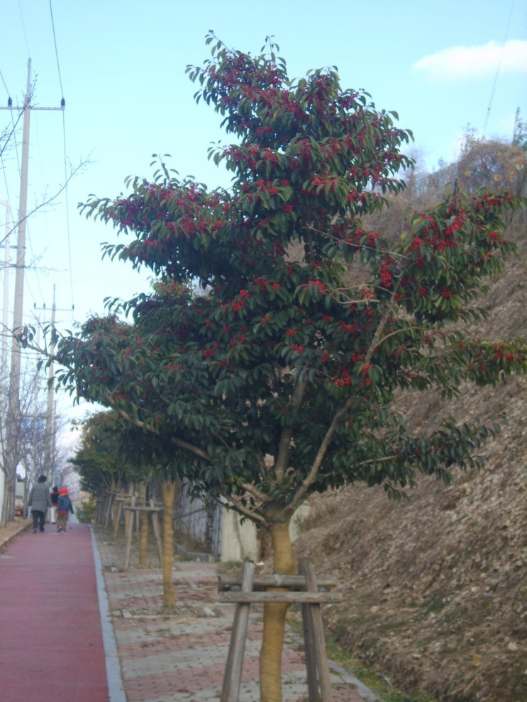  생활권수목 - 상록 교목 - 05. 먼나무(Ilex rotunda)