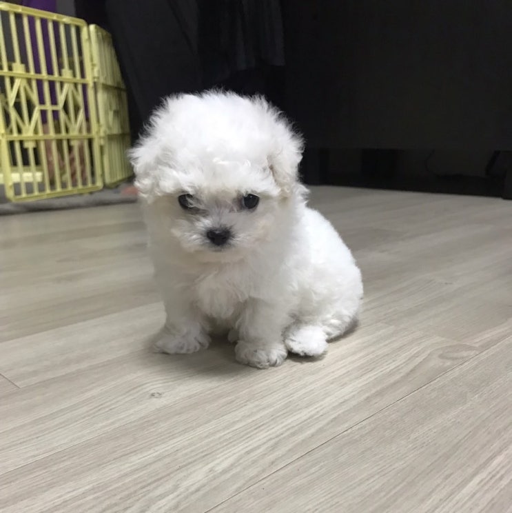  미모 뿜뿜~2개월 비숑프리제 입양했어요~: 2018년11월06일 새식구 온날 :D