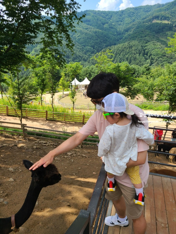  [아이랑 속초여행#1] 당일 여행지로도 좋을 3시간 코스, 홍천 알파카월드 추천(가격, 주차, 공연, 먹이 정보 등)