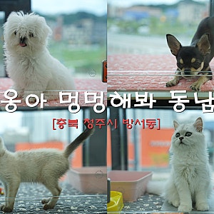 청주 애견용품 쇼핑몰 고양이 강아지분양 야옹아 멍멍해봐 동남점