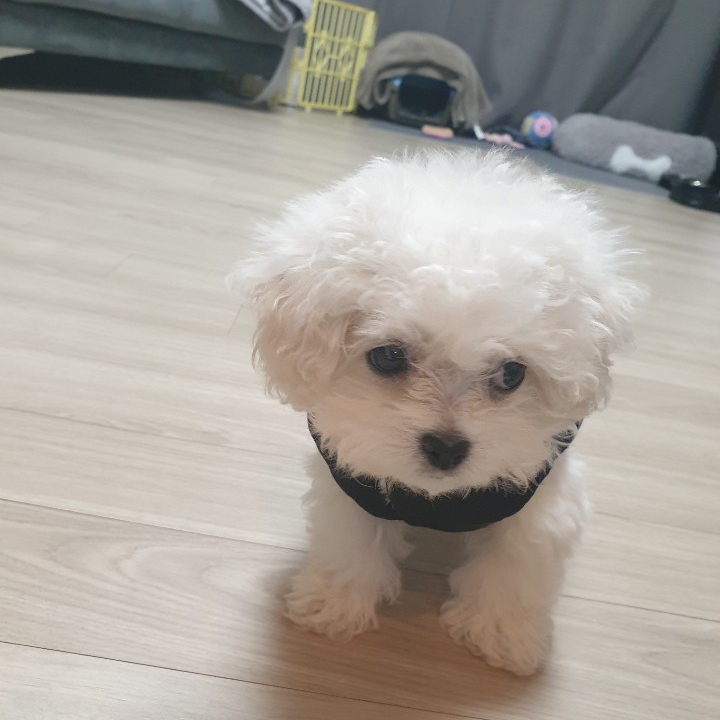  비숑육아일기 37일째 : 드디어 산책과 간식^^