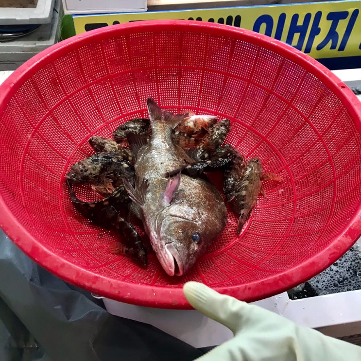 여수 회썰어가는집 전국택배 이바지전문점 교동시장 팔영산횟집 자연산 딱돔=군평선이=금풍생이