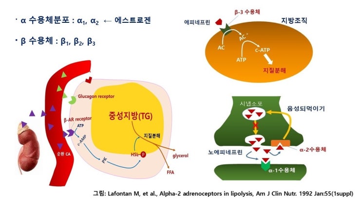  뱃살빼기 전기자극(저주파) 기구(?), 지방연소는 없다!
