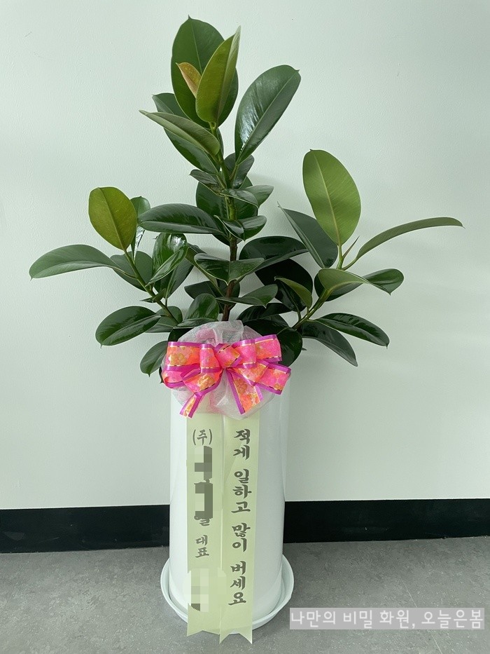  부산개업화분 인도고무나무 키우기쉬운 공기정화식물 부산화분배달 북구 금곡동 화명동 만덕동 꽃집