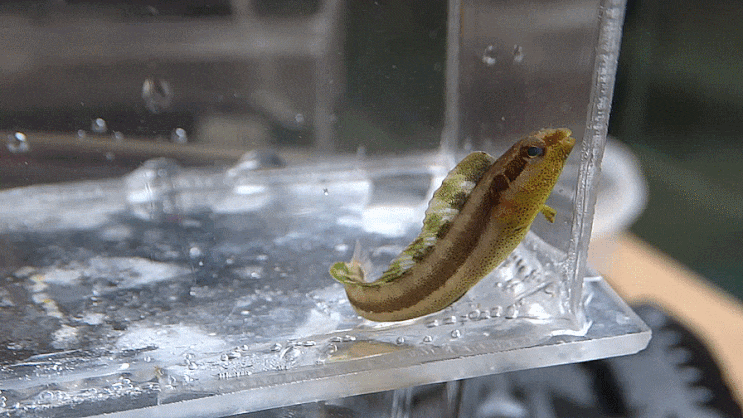  Petroscirtes springeri Smith-Vaniz 1976 フタホシニジギンポ 후타호시니지긴뽀