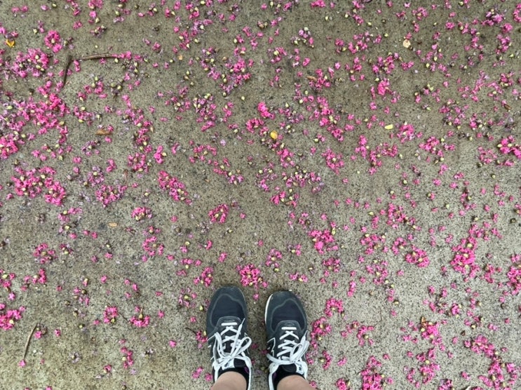 울산 성안옛길 &lt;배롱나무 꽃에 눈길을 사로잡힌 날&gt;