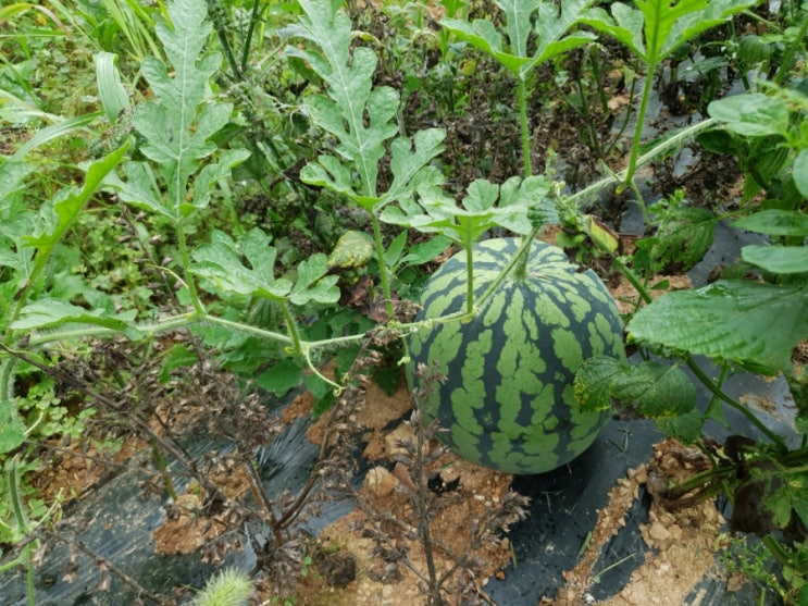  블챌 주간일기/ 잡초텃밭 농작물 살려내기!