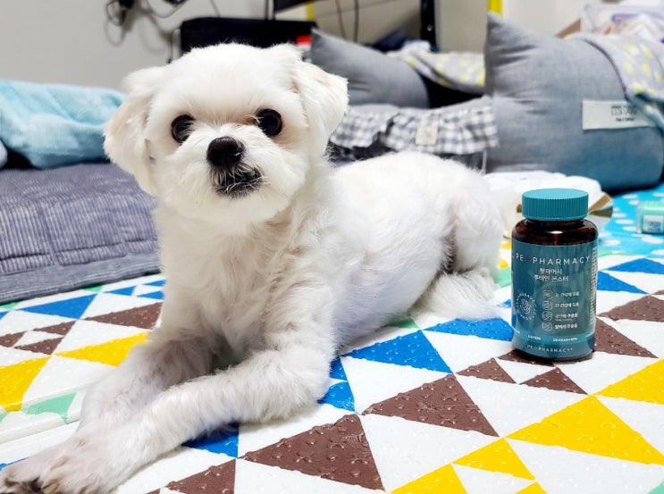  펫파머시 루테인 몬스터 말랑말랑 노령견에게 추천하는 눈영양제