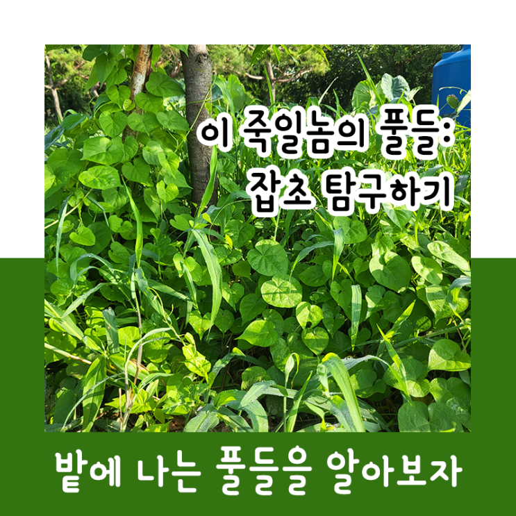  이 죽일놈의 풀들 : 잡초 탐구하기