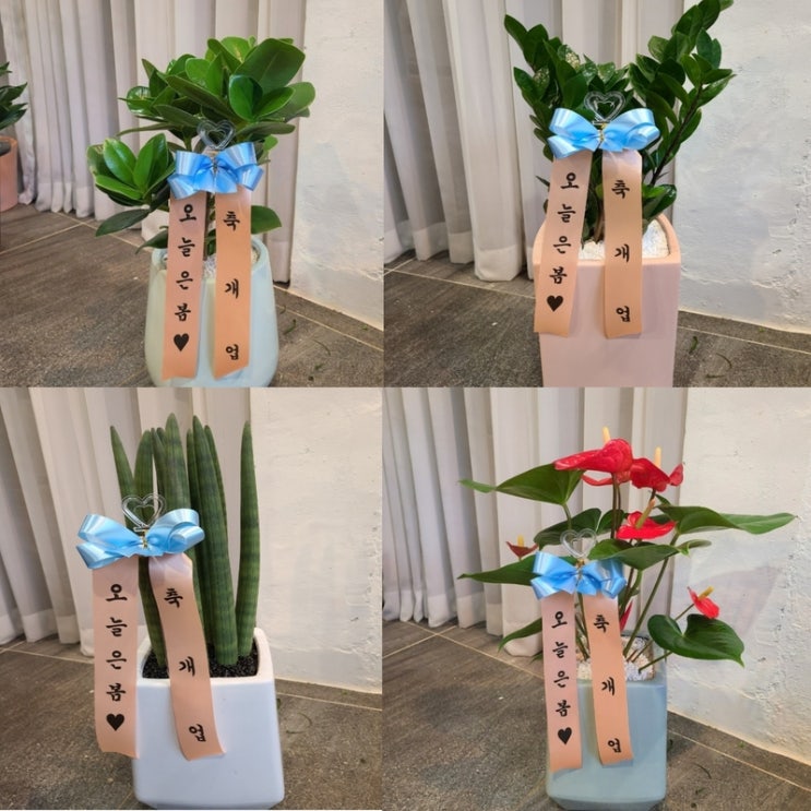  수원개업화분 돈나무라 부르기도하고 금전수라고도 불리는 돈들어오는식물 수원화분배달 권선구 세류동 평동 고색동 꽃집