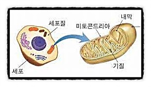 생명 미토콘드리아 유산소 운동 세균 인간 불로불사