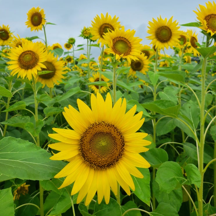 7월 넷째주 여행 세부, 공주, 예산 날씨 무엇ㅠ