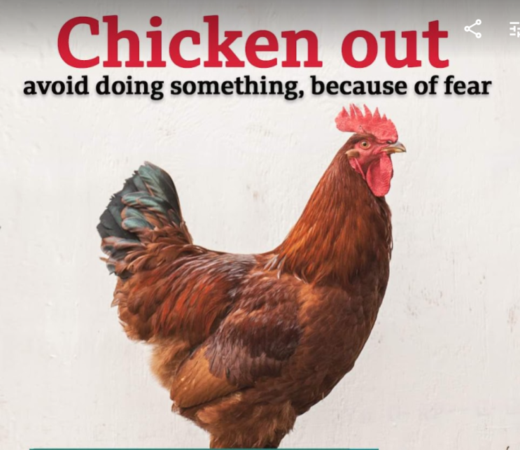  [영어]chicken out 뜻