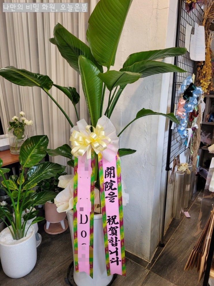  대구개업화분 여인초 인테리어하기 좋은식물 대구화분배달 북구 복현동 검단동 동변동 꽃집
