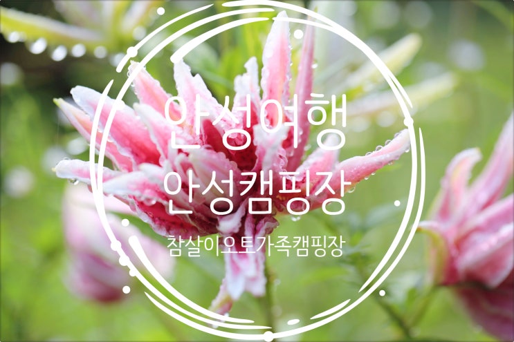  안성여행/애견동반가능 안성 참살이오토가족캠핑장에서 우중캠핑 (캠핑 NO. 09-22)