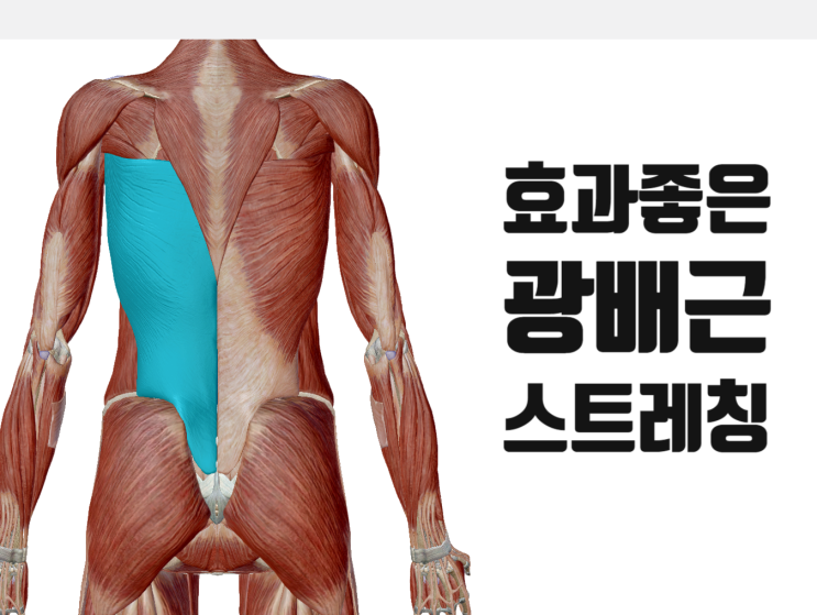 광배근 스트레칭 안내/광배근 효과와 증상[영통역한의원]