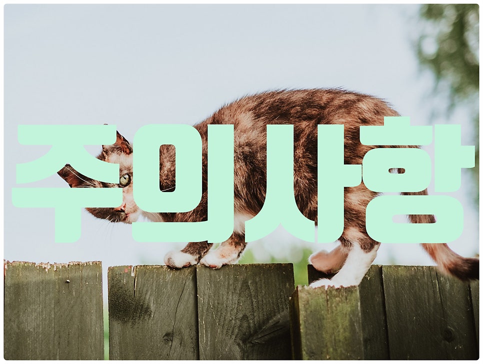 고양이정원 강화점 사진 4
